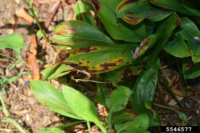 Антракноз, ржавчина и церкоспороз поражают надземную часть, а первый, если не лечить, рано или поздно доберется до луковиц и растение погибнет. Антракноз, ржавчина и церкоспороз поражают надземную часть, а первый, если не лечить, рано или поздно доберется до луковиц и растение погибнет.