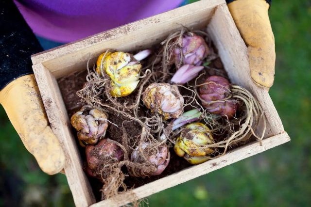 Весной, когда садоводам предлагается наибольшее разнообразие сортов, лучше покупать луковицы с живыми корешками и маленьким зеленым ростком Весной, когда садоводам предлагается наибольшее разнообразие сортов, лучше покупать луковицы с живыми корешками и маленьким зеленым ростком