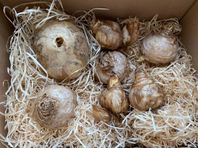 При закладке луковиц в холодильную камеру, нужно обернуть их в газету, крафтовую бумагу или поместить в бумажный пакет. При закладке луковиц в холодильную камеру, нужно обернуть их в газету, крафтовую бумагу или поместить в бумажный пакет.