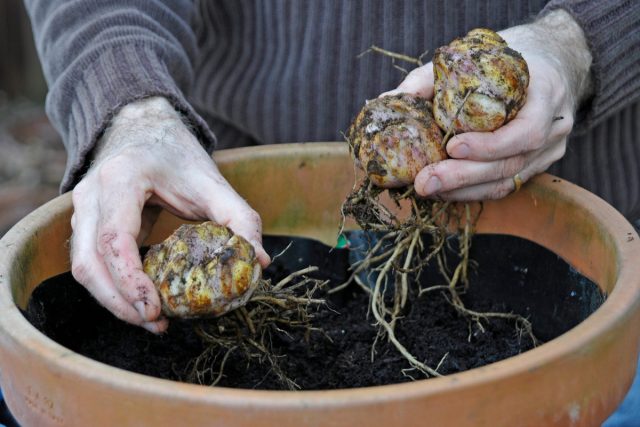 При осенней посадке главное, чтобы луковицы успели прижиться, но не тронулись в рост. При осенней посадке главное, чтобы луковицы успели прижиться, но не тронулись в рост.