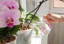 Секреты полива комнатной орхидеи — вы должны это знать Секреты полива комнатной орхидеи — вы должны это знать.