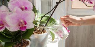 Секреты полива комнатной орхидеи — вы должны это знать - Блоги компаний Секреты полива комнатной орхидеи — вы должны это знать.