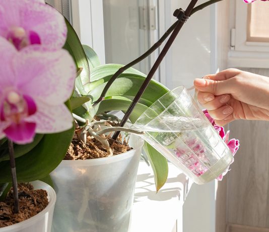 Секреты полива комнатной орхидеи — вы должны это знать.