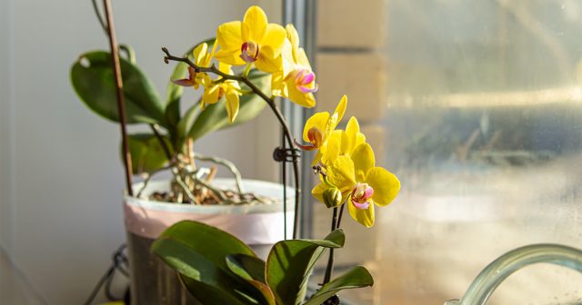 Но если растения прекрасно адаптируются к очень влажному воздуху (и очень его любят), то постоянного застоя воды в корнях не прощают.