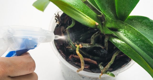 Опрыскивают водой корни орхидей, выращиваемых без субстрата или с его минимальным количеством.