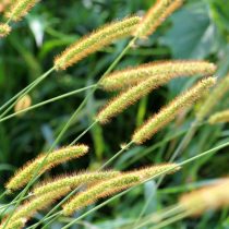 Щетинник (Setaria)