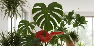 Скрытые опасности покупки растений — от змей в горшках до инфекций Скрытые опасности покупки растений — от змей в горшках до инфекций