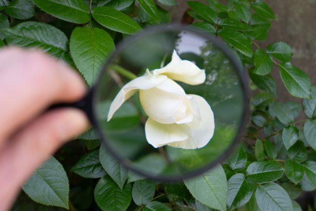 Осматривайте растения перед покупкой серьёзно, внимательно. Загляните под листья, проверьте стебли, осмотрите поверхность почвы. Если видите что-то подозрительное (белый налёт, липкие пятна, мелких насекомых, паутинку, странные пятна на листьях), лучше не берите.