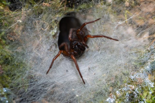 Среди найденных «безбилетников» не только рептилии и земноводные. Список впечатляет и пугает одновременно: различные виды насекомых-вредителей, способных уничтожать сельскохозяйственные культуры; грибковые инфекции, поражающие растения; пауки, в том числе ядовитые виды
