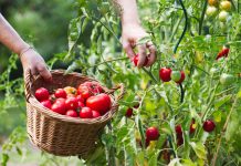 Как вырастить по-настоящему сладкие фрукты и овощи? Все секреты Как вырастить по-настоящему сладкие фрукты и овощи? Все секреты