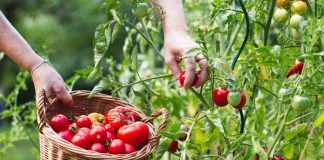 Как вырастить по-настоящему сладкие фрукты и овощи? Все секреты Как вырастить по-настоящему сладкие фрукты и овощи? Все секреты