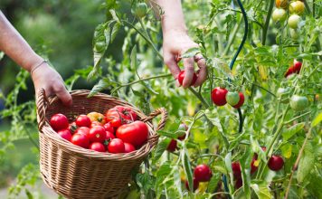 Как вырастить по-настоящему сладкие фрукты и овощи? Все секреты