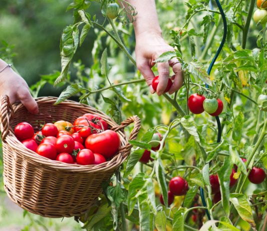 Как вырастить по-настоящему сладкие фрукты и овощи? Все секреты - Ягодник Как вырастить по-настоящему сладкие фрукты и овощи? Все секреты