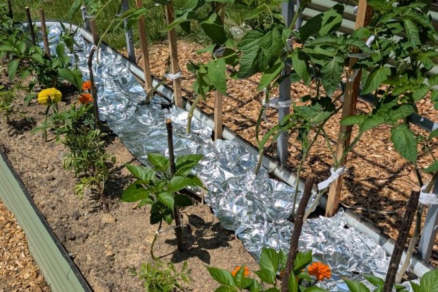 Одна моя знакомая укладывает между томатами в теплице старый фольгированный утеплитель (фольгой наружу) с целью убить двух зайцев: добавить отражённого света томатам и закрыть почву от лишнего испарения. Одна моя знакомая укладывает между томатами в теплице старый фольгированный утеплитель (фольгой наружу) с целью убить двух зайцев: добавить отражённого света томатам и закрыть почву от лишнего испарения.