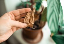 Спасите комнатные растения от батарей — опасности отопительного сезона Спасите комнатные растения от батарей — опасности отопительного сезона.