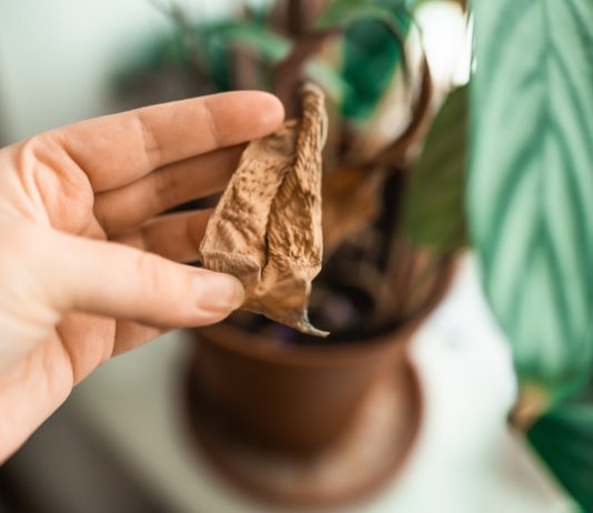 Спасите комнатные растения от батарей — опасности отопительного сезона.