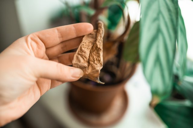 Спасите комнатные растения от батарей — опасности отопительного сезона.