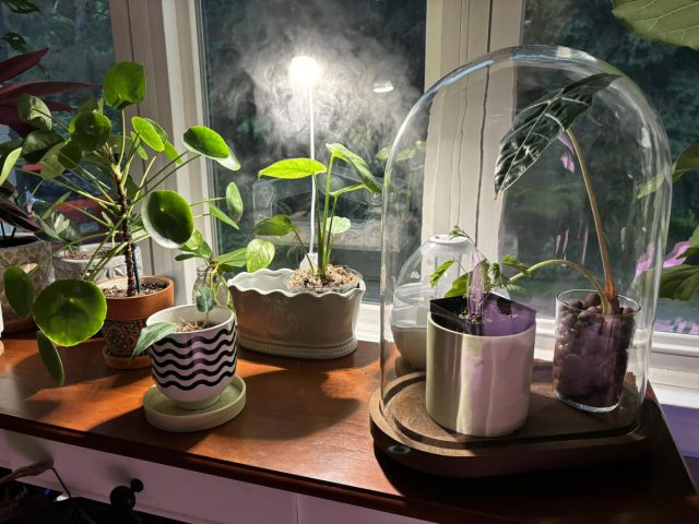 Для одиночных подойдут небольшие клоши — купола, внутри которых находится растение в комфортной среде.