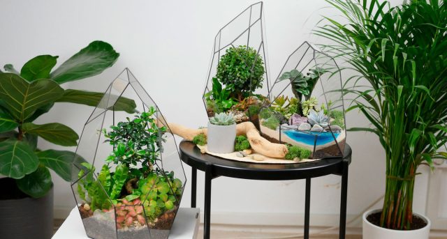 Более сложный вариант для опытных цветоводов — поместить группу растений во флорариум.