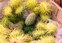 5 тыквенных экзотов, которые вам стоит вырастить у себя на участке