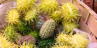 5 тыквенных экзотов, которые вам стоит вырастить у себя на участке