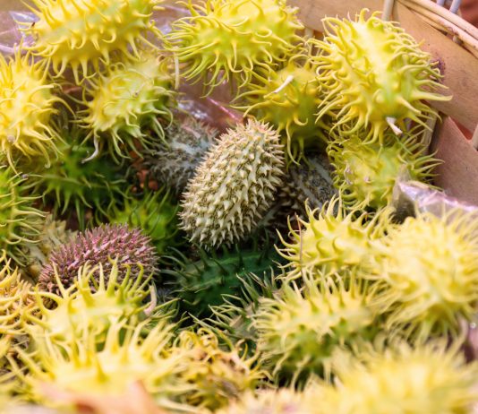 5 тыквенных экзотов, которые вам стоит вырастить у себя на участке