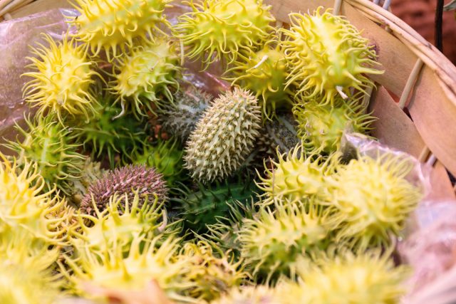  5 тыквенных экзотов, которые вам стоит вырастить у себя на участке