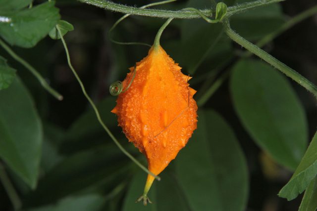 Есть у экзота и иные названия: бешеная дыня, горькая тыква, индийский гранат и другие.