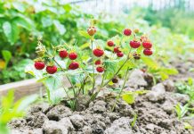 Земклуника — ягода, которая удивляет. Какие сорта стоит вырастить?