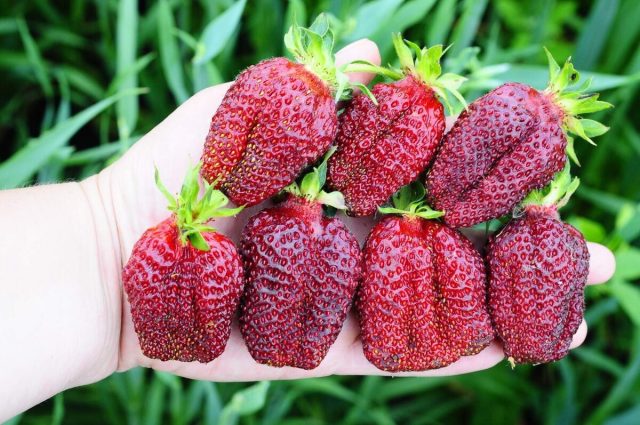 В сравнении с другими видами полученной человеком земляники, земклуника ещё достаточно молодая культура.