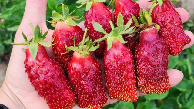 "Купчиха" – один из лучших, самых популярных и востребованных сортов земклуники, поэтому стоит начать перечень именно с него.