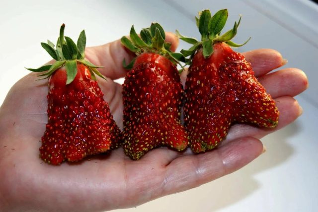 В отличие от предыдущего сорта, ягоды "Купчихи улучшенной" имеют более выровненную форму и более светлую окраску.