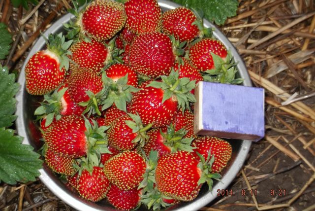 "Мускатная Бирюлёвская" - ранний, зимостойкий сорт. Кусты среднего размера со слегка склоненными цветоносами.