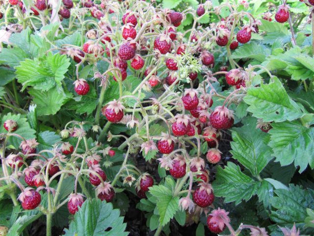 "Пенелопа" - среднеспелый (ближе к среднераннему) сорт, отличающийся неприхотливостью, но может повреждаться долгоносиком.