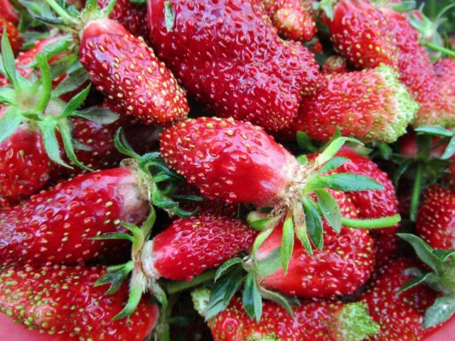 "Диана" представляет собой рослый, до 30-40 см, полураскидистый куст. Урожайность до 280 г с растения.