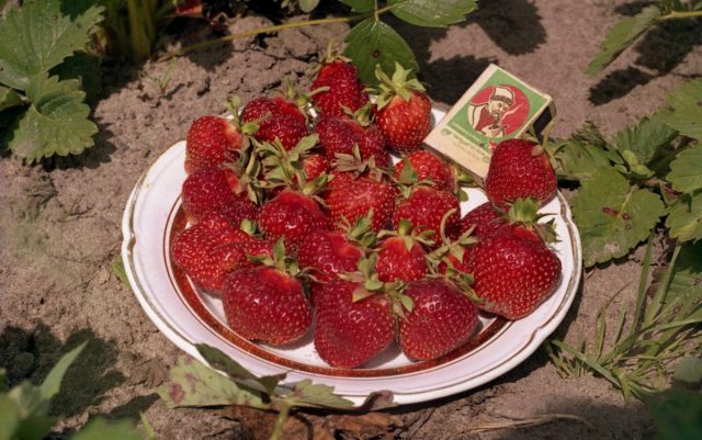 "Кокинская отборная" - среднеспелый, урожайный сорт. Ягоды вытянутой формы, длиной до 5 см, средний вес плодов 8-20 г, но встречаются и до 40-50 г.