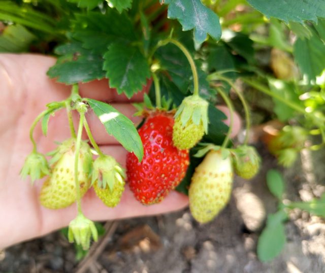 "Цукат мускатный" - сорт среднего срока созревания, устойчивый к серой гнили и мучнистой росе, неприхотливый и зимостойкий.