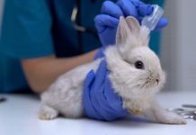 Ушной клещ у кроликов: симптомы, лечение и профилактика ушной чесотки.