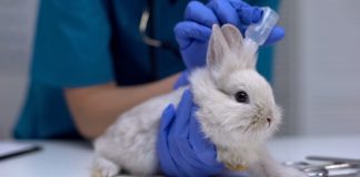 Ушной клещ у кроликов: симптомы, лечение и профилактика ушной чесотки.