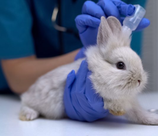 Ушной клещ у кроликов: симптомы, лечение и профилактика ушной чесотки.