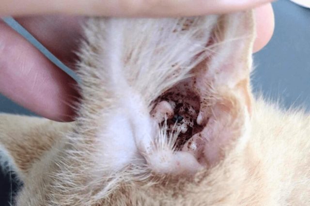 Чтобы точно поставить диагноз, ветеринары берут соскоб из уха кролика и рассматривают его под микроскопом.