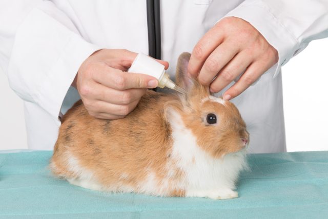 Для быстрого и эффективного лечения псороптоза используют акарицидные (противоклещевые) препараты.