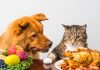 Вегетарианские корма для кошек и собак — спасение или зло?