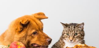 Вегетарианские корма для кошек и собак — спасение или зло?