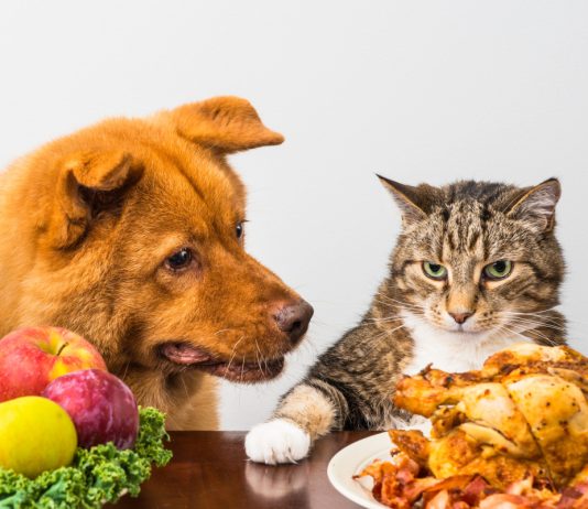 Вегетарианские корма для кошек и собак — спасение или зло?