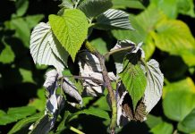 Вертициллезное увядание — как оно может уничтожить сад и что делать?