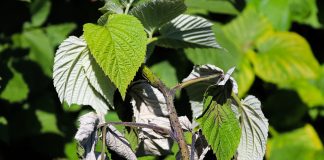 Вертициллезное увядание — как оно может уничтожить сад и что делать?