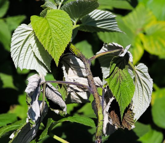 Вертициллезное увядание — как оно может уничтожить сад и что делать? - Сад и огород Вертициллезное увядание — как оно может уничтожить сад и что делать?