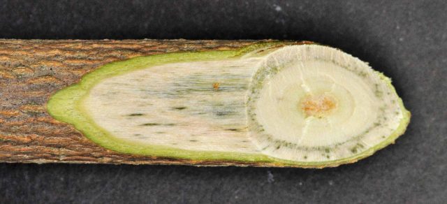 При снятии коры на поврежденных областях наблюдаются темные коричневые полосы.