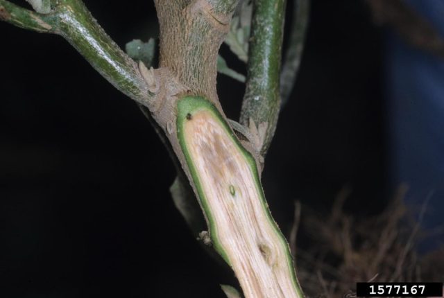 Растения, пораженные грибом Verticillium, чаще всего не поддаются полному излечению и со временем погибают.